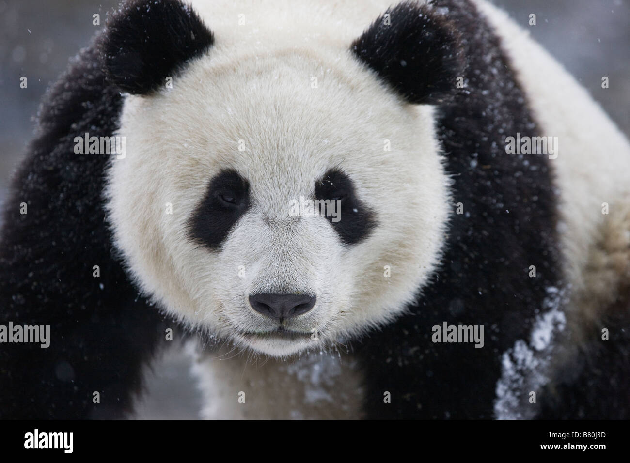 Panda géant de Wolong Sichuan Chine sur la neige Banque D'Images