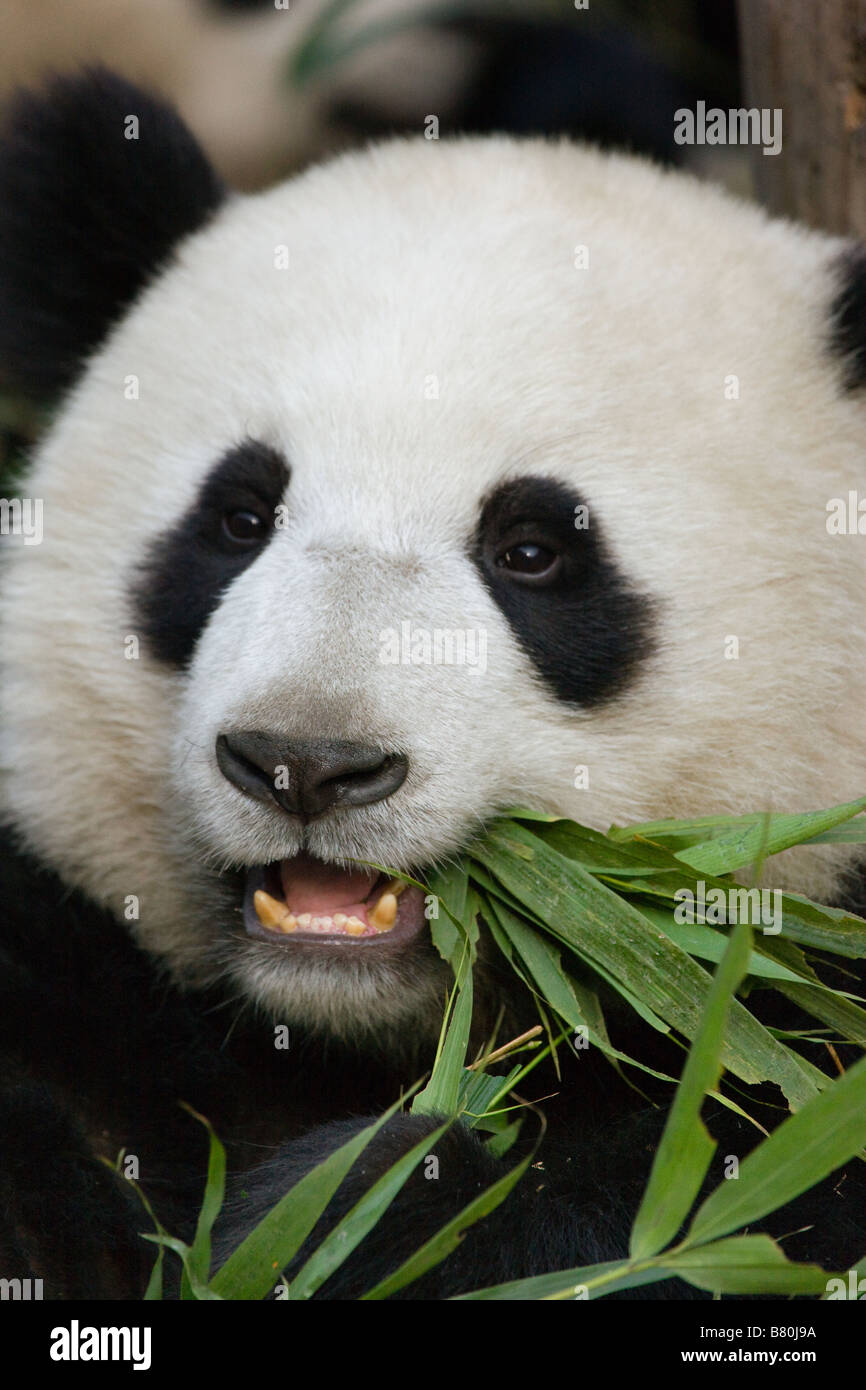 L'alimentation du panda géant de Wolong Sichuan Chine bambou Banque D'Images