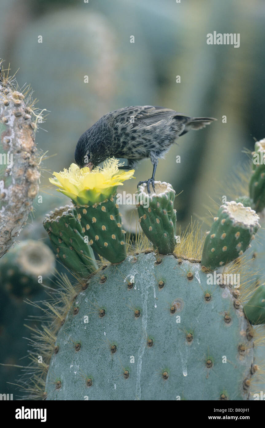 Grand Cactus (Geospiza conirostris Finch) Tower Island, îles Galapagos Équateur,Tour,course de l'île, se nourrissant de fleur de cactus Banque D'Images