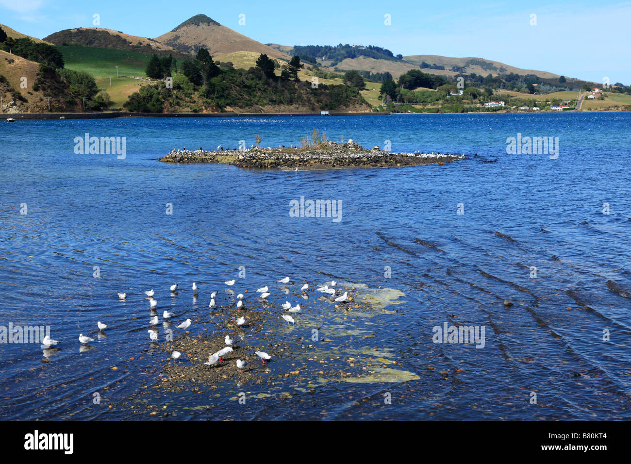 Mouettes sur banc de sable à marée, le port d'Otago, Dunedin, Nouvelle-Zélande, île du Sud Banque D'Images