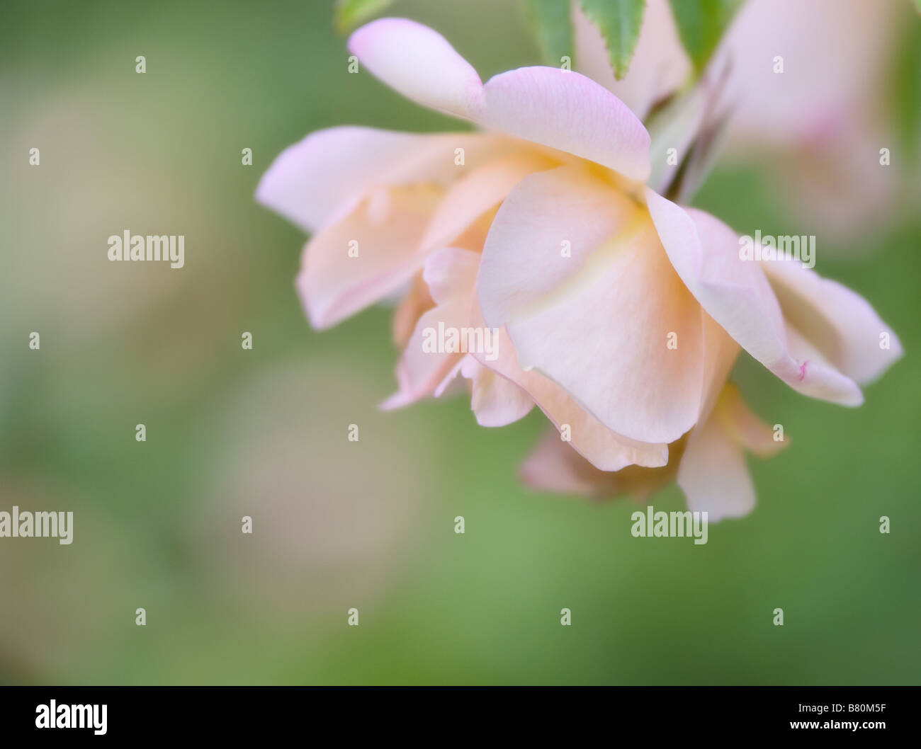 Belle image une rose rose avec soft focus et copy space Banque D'Images
