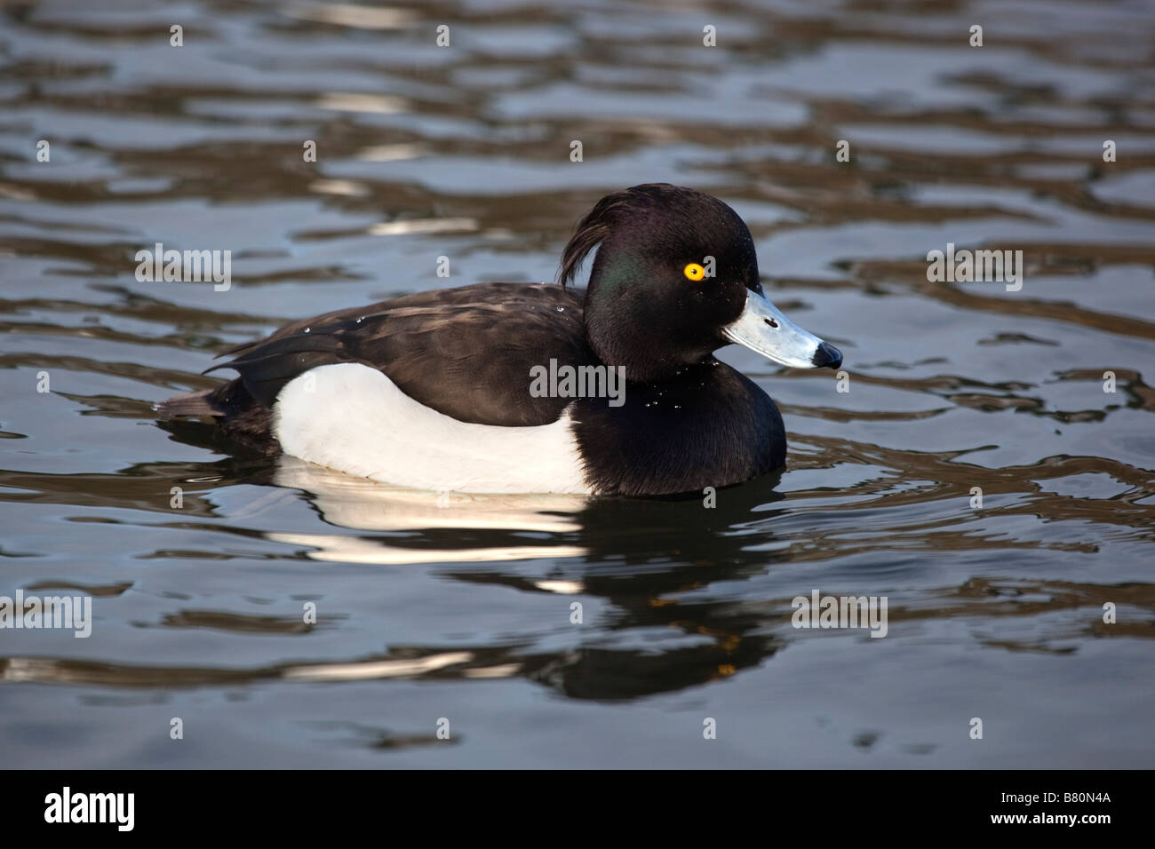 Fuligule morillon Aythya fuligula natation Banque D'Images