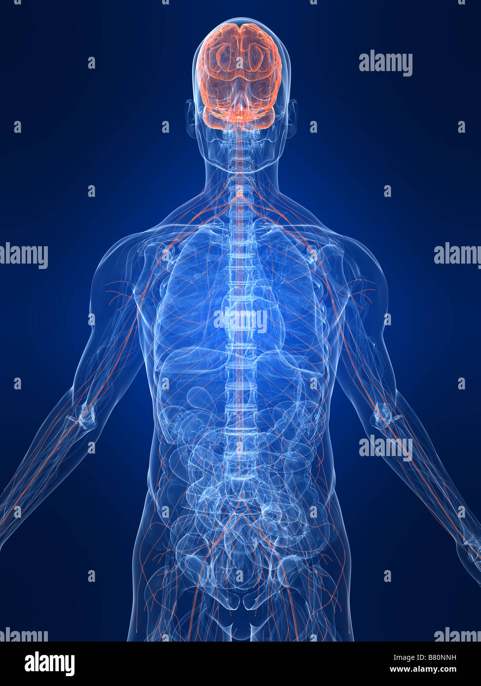 Les droits de l'anatomie transparent Banque D'Images