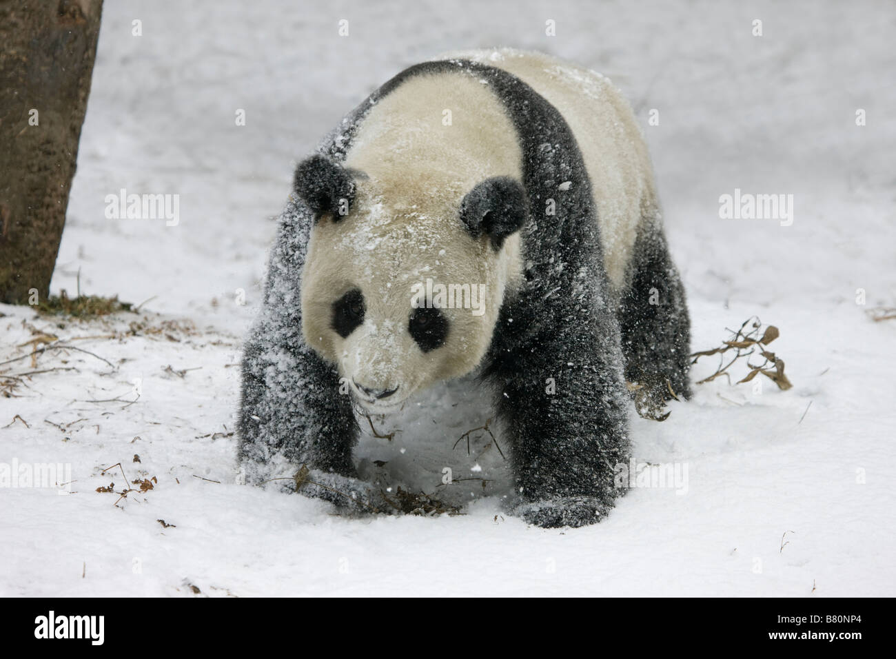 Panda géant de Wolong Sichuan Chine sur la neige Banque D'Images