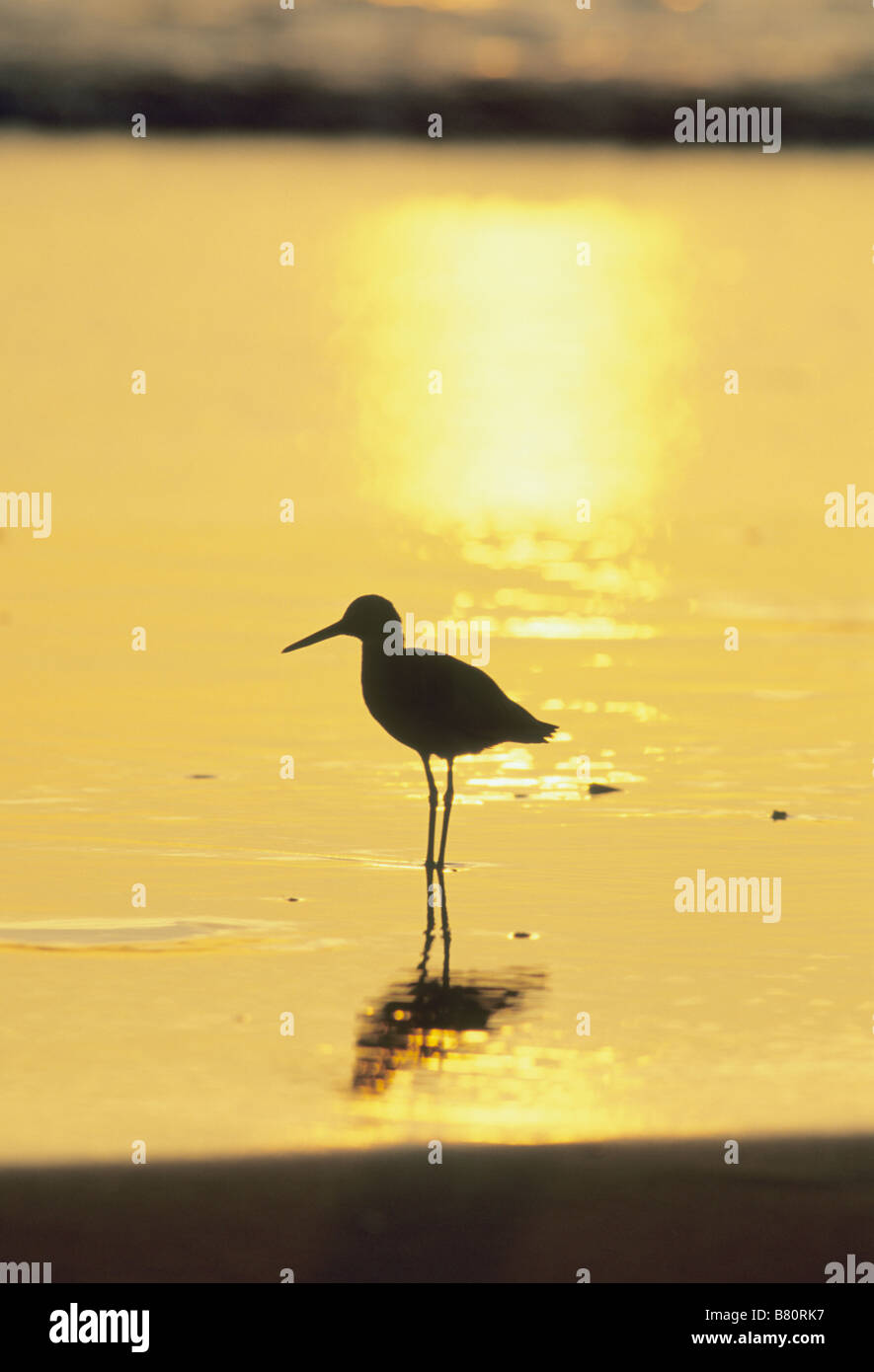 Willet (Catotrophorus semipalmatus) au coucher du soleil, Plage de Naranjo, Parc National Santa Rosa, Costa Rica Banque D'Images