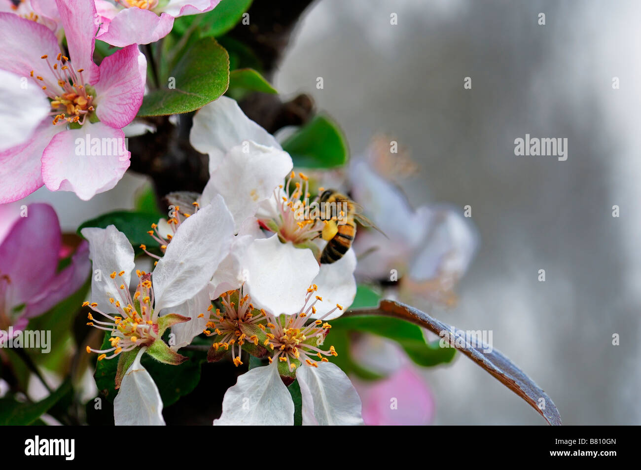 Une abeille ouvrière, apis mellifera, récoltant le pollen du crabier, Malus, fleurit au printemps. Oklahoma, États-Unis. Banque D'Images