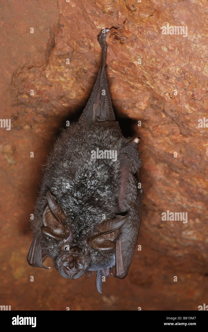 Une chauve-souris insectivores qui pendent du plafond d'une petite grotte  Photo Stock - Alamy