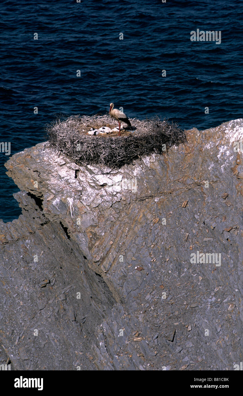 Une cigogne blanche unique européen monte la garde sur une immense falaise du nid contenant trois poussins dans le sud du Portugal Banque D'Images