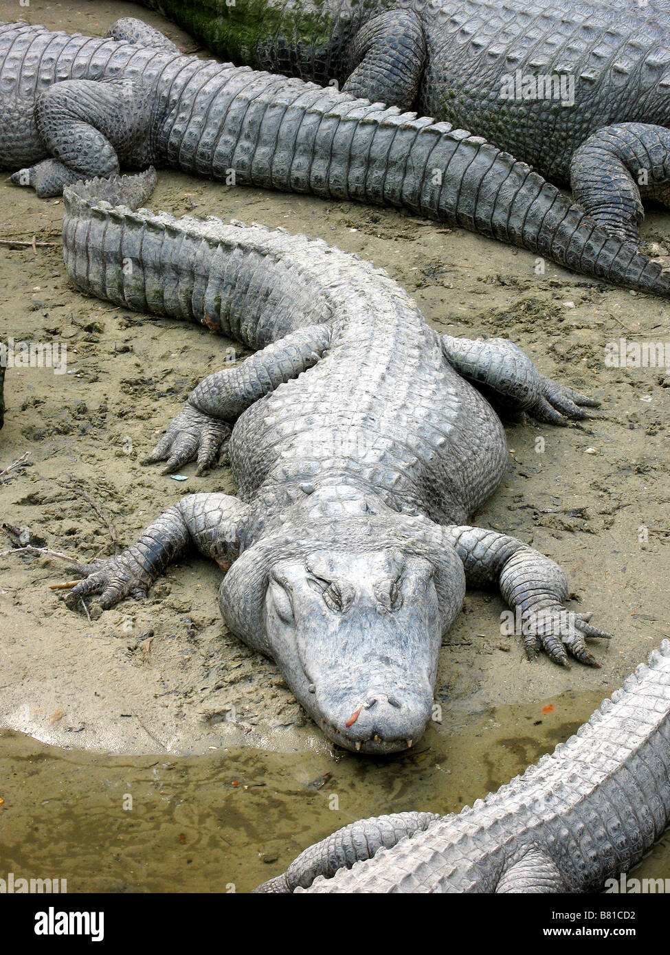 ALLIGATORS D'AMÉRIQUE DU NORD North Myrtle Beach en Caroline du Sud USA 10/03/2007 Banque D'Images ALLIGATORS D'AMÉRIQUE DU NORD North Myrtle Beach en Caroline du Sud USA 10/03/2007 Banque D'Images