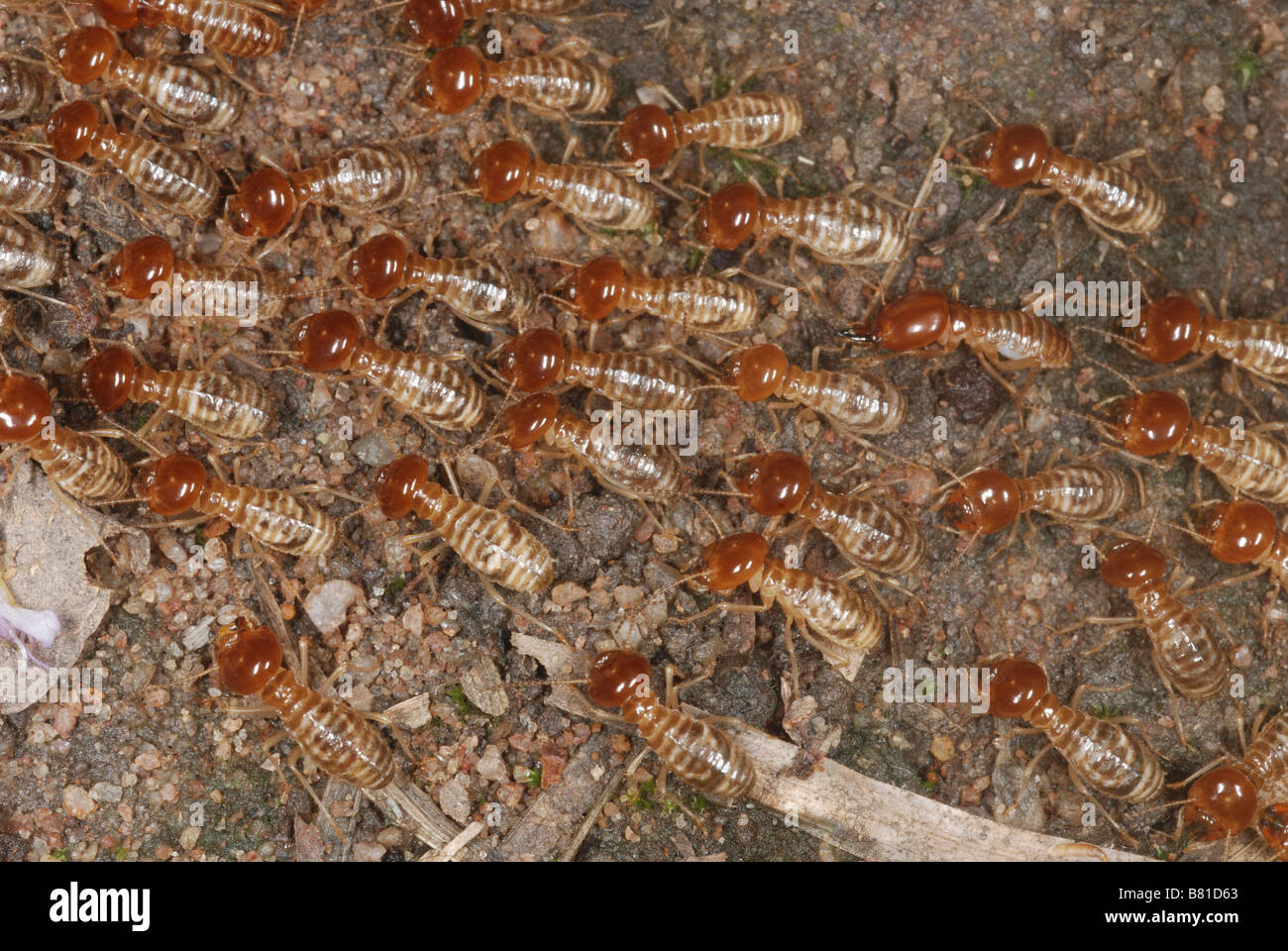 Les termites se déplaçant dans une colonne. Banque D'Images
