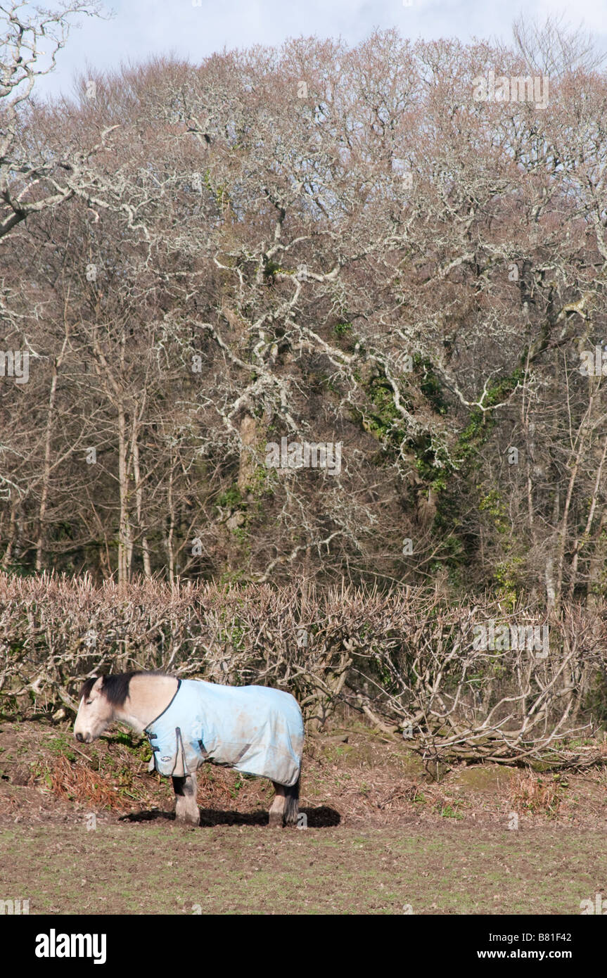 Un cheval avec une couverture/manteau pour le protéger de l'hiver froid à Cornwall, UK Banque D'Images