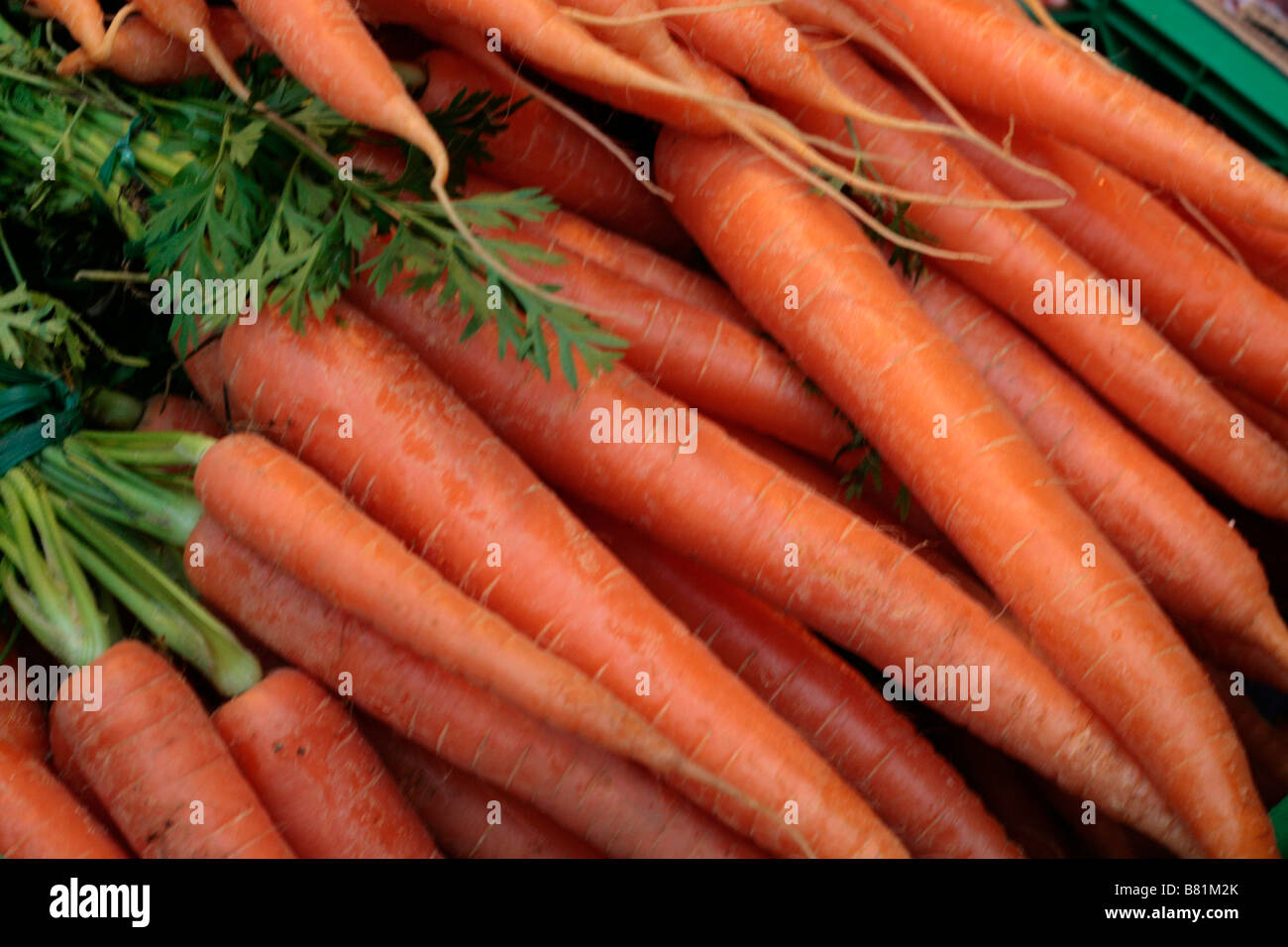 Carottes biologiques Banque D'Images