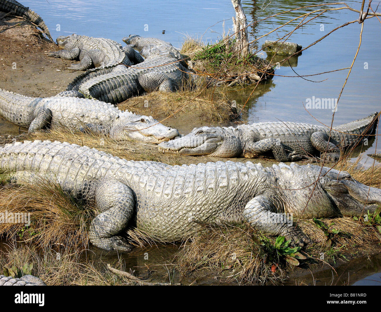 ALLIGATORS D'AMÉRIQUE DU NORD North Myrtle Beach en Caroline du Sud USA 10/03/2007 Banque D'Images ALLIGATORS D'AMÉRIQUE DU NORD North Myrtle Beach en Caroline du Sud USA 10/03/2007 Banque D'Images