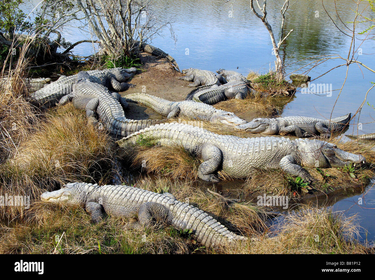 ALLIGATORS D'AMÉRIQUE DU NORD North Myrtle Beach en Caroline du Sud USA 10/03/2007 Banque D'Images ALLIGATORS D'AMÉRIQUE DU NORD North Myrtle Beach en Caroline du Sud USA 10/03/2007 Banque D'Images