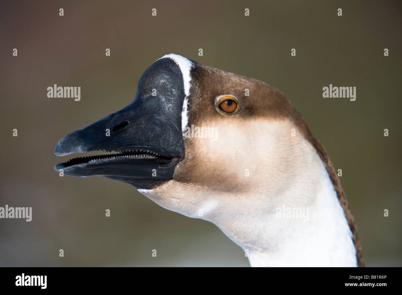 L'oie domestique chinois (Anser cygnoides) des profils close-up de tête Golden Acre Park Nature Reserve Leeds West Yorkshire Angleterre UK Banque D'Images