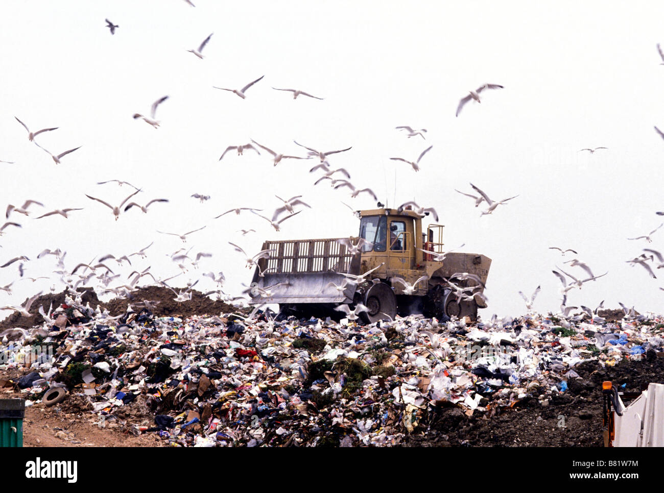 Mouettes entourent un bulldozer jaune comme elle se déplace sur un site d'enfouissement des déchets au Royaume-Uni Banque D'Images
