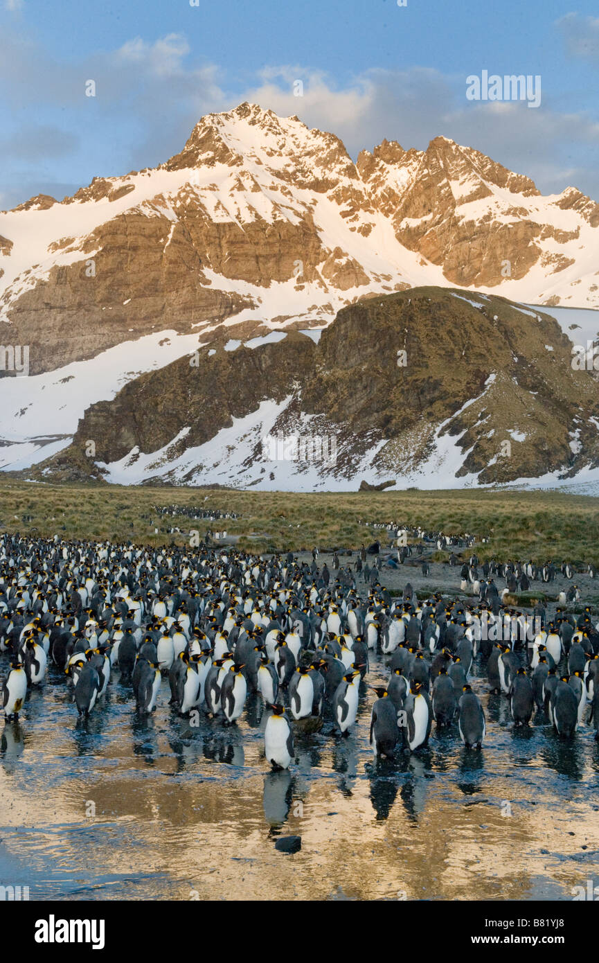 Le roi colonie de pingouins, Gold Harbour, South Georgia Island, Antarctica Banque D'Images