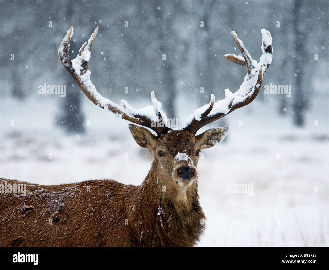 Vous me regardez ? Banque D'Images