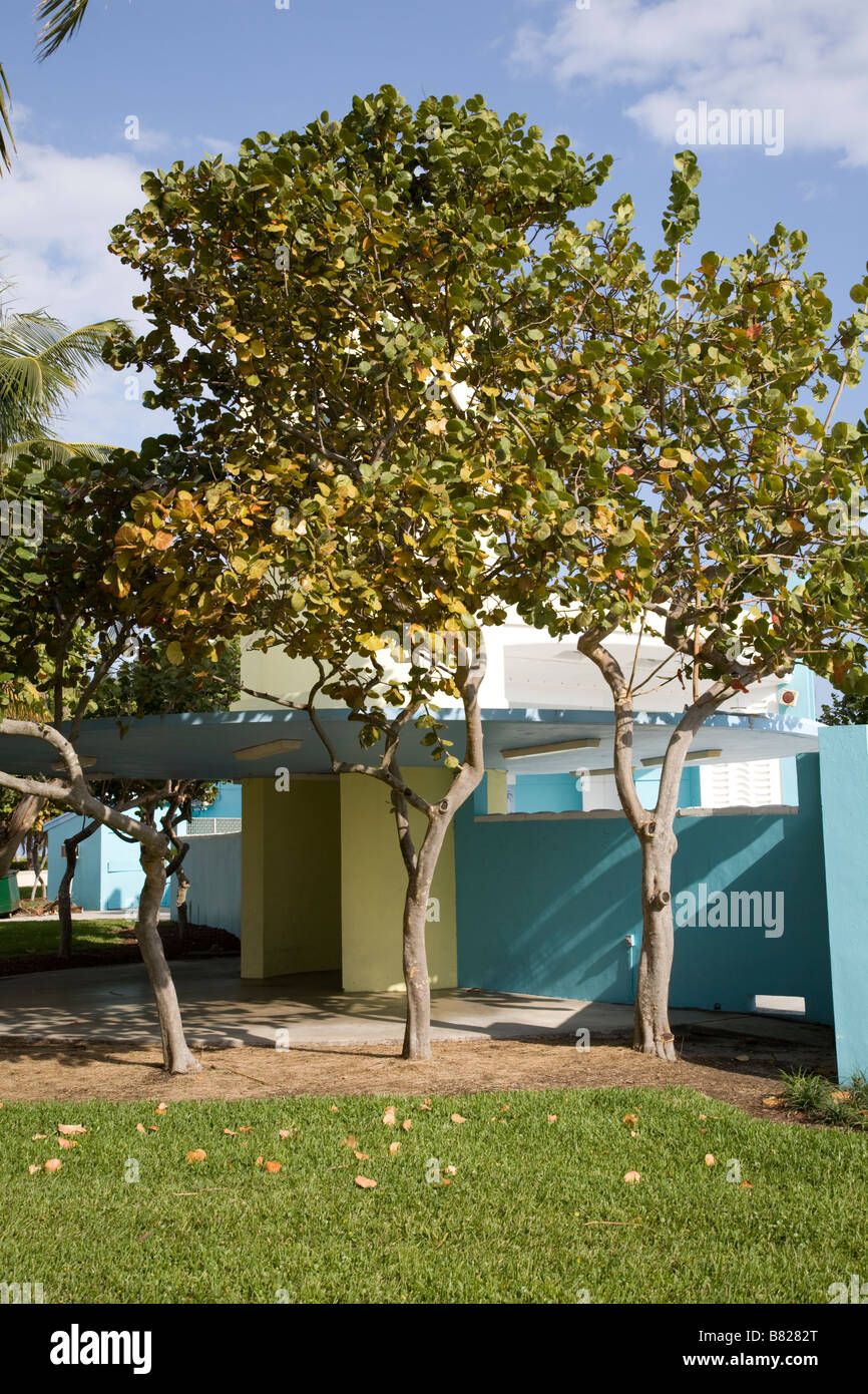 Les arbres d'automne à Miami Banque D'Images