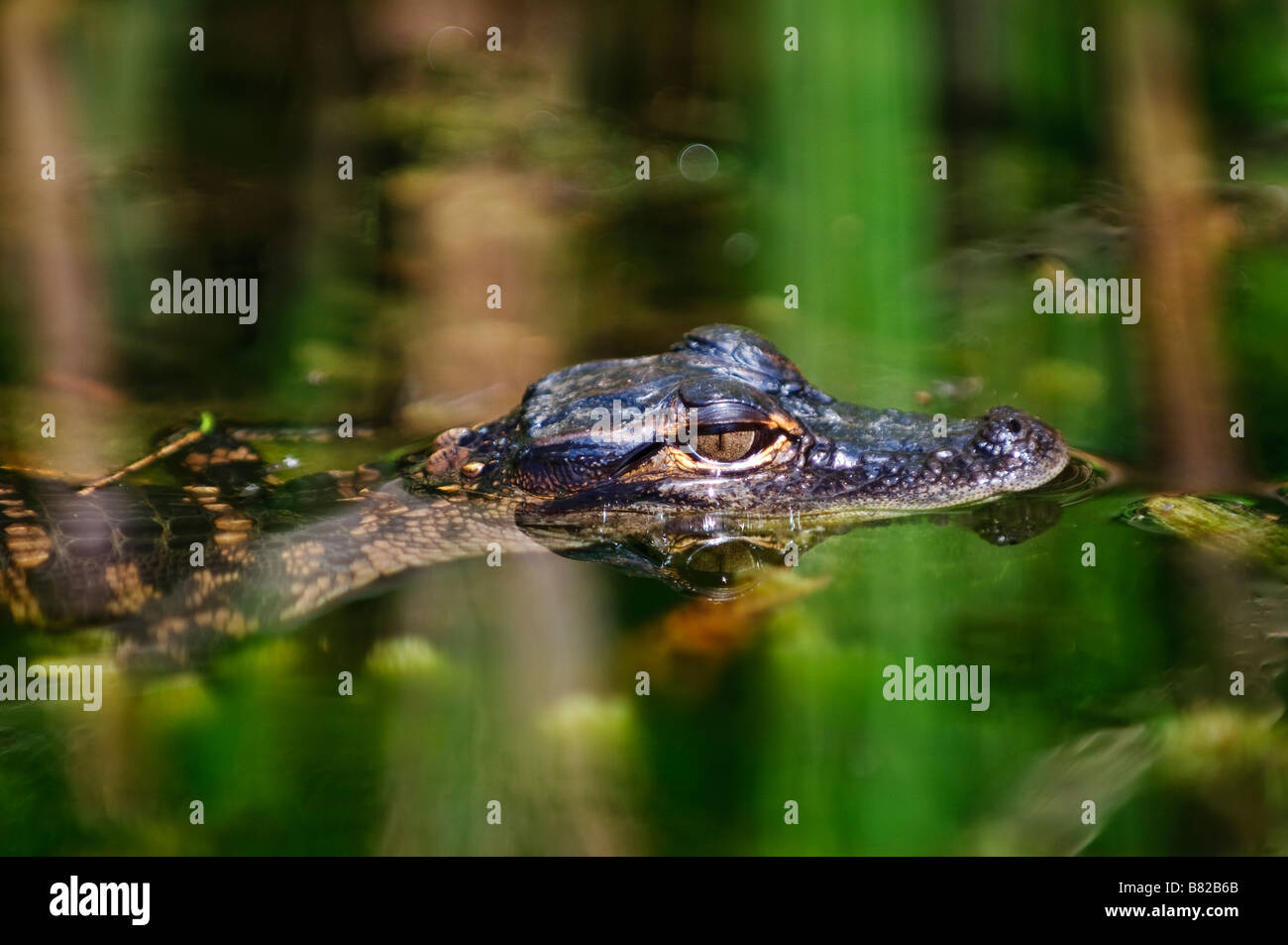 Alligator bébé se cache dans les hautes herbes Turner River Big Cypress National Preserve Florida Banque D'Images