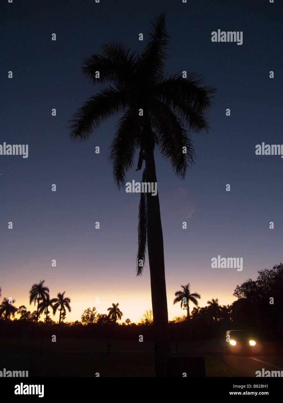 Palmiers contre le ciel du soir Collier Seminole State Park en Floride Banque D'Images