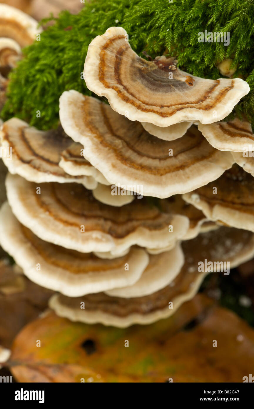 La Turquie Trametes versicolor champignons queue Pays Basque France Banque D'Images