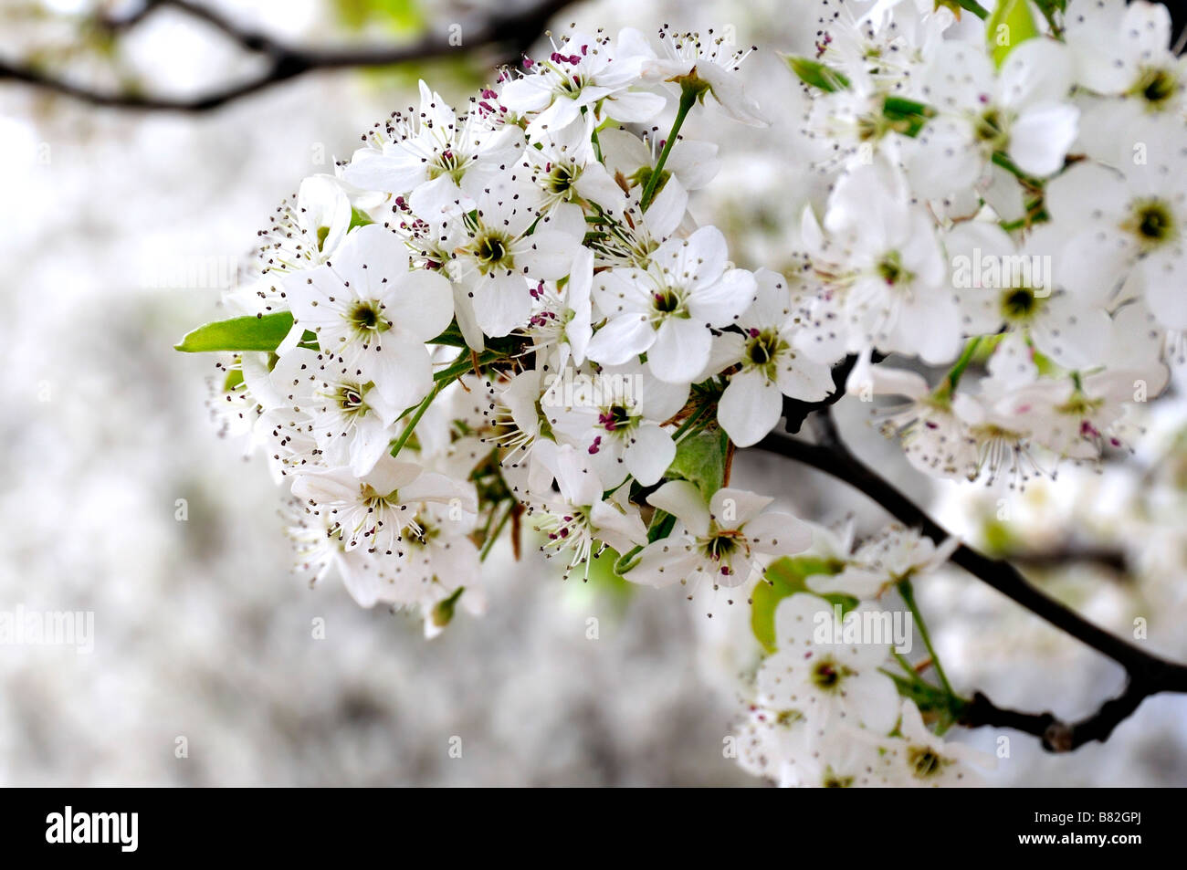 Bradford Pear Tree, ou Callery Pear, Pyrus calleryana, en floraison printanière. Oklahoma City, Oklahoma, États-Unis. Banque D'Images