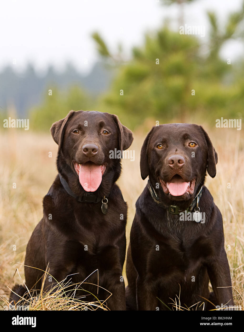 Frères labrador chocolat à la campagne Banque D'Images