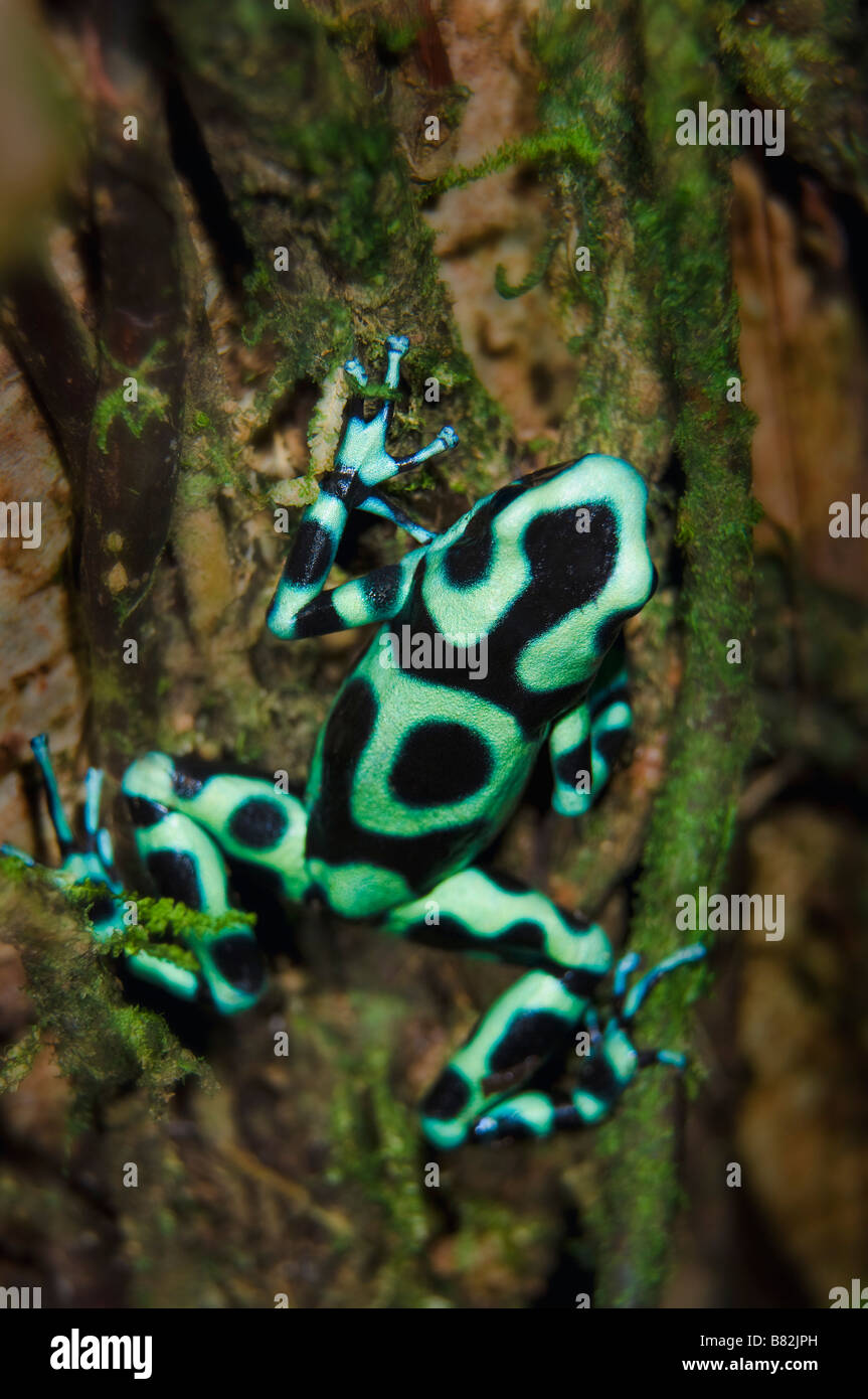 Green and Black Poison Dart Frog (Dendrobates auratus) Banque D'Images