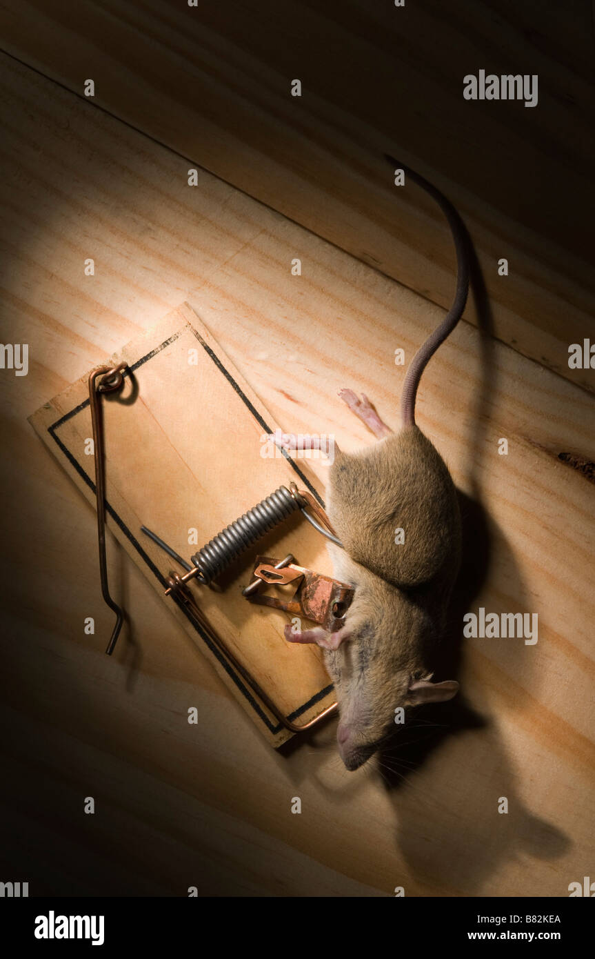 Pris dans la souris piège à souris à ressort Banque D'Images