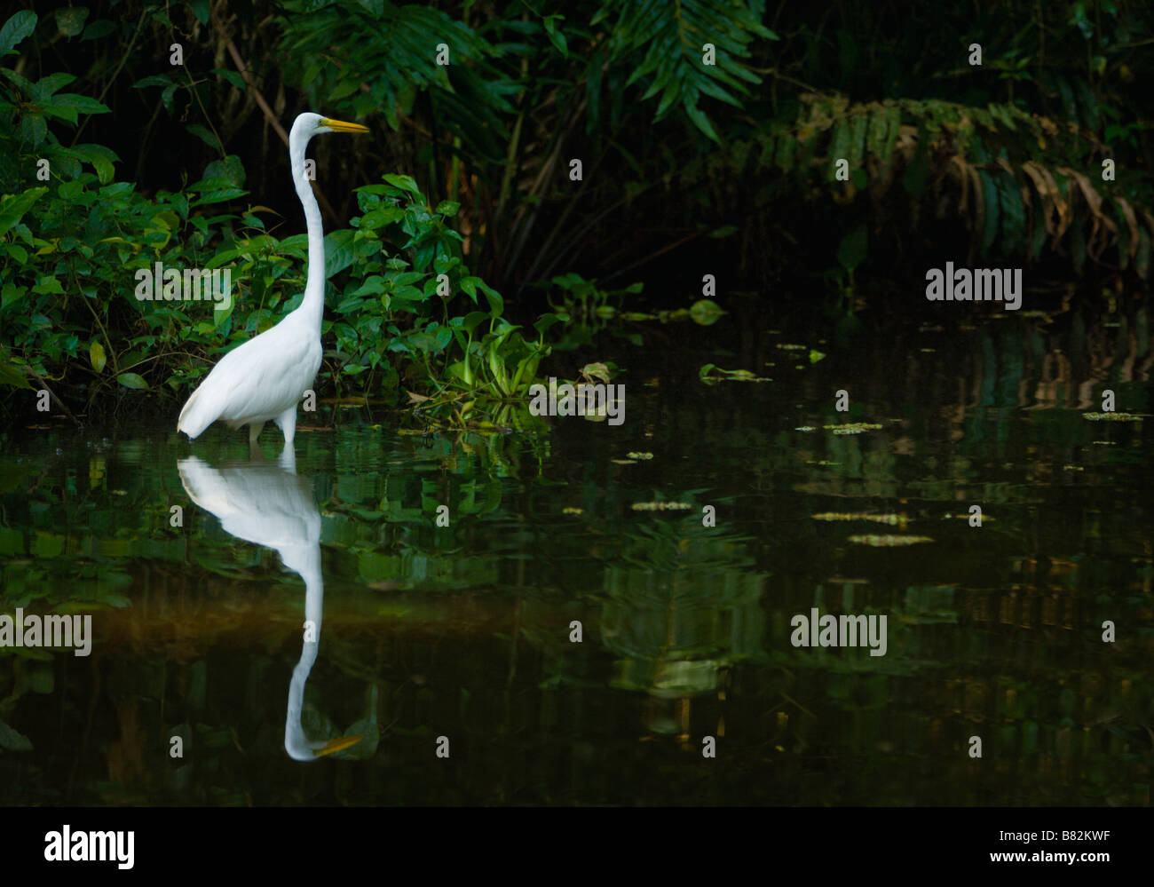Long-cou Egret, Costa Rica Banque D'Images