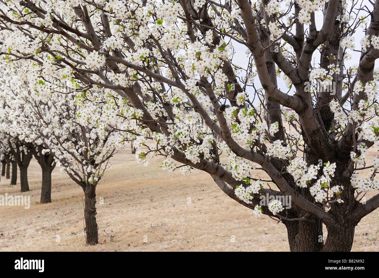 Bradford Pear Tree, ou Callery Pear, Pyrus calleryana, en floraison printanière. Oklahoma City, Oklahoma, États-Unis. Banque D'Images