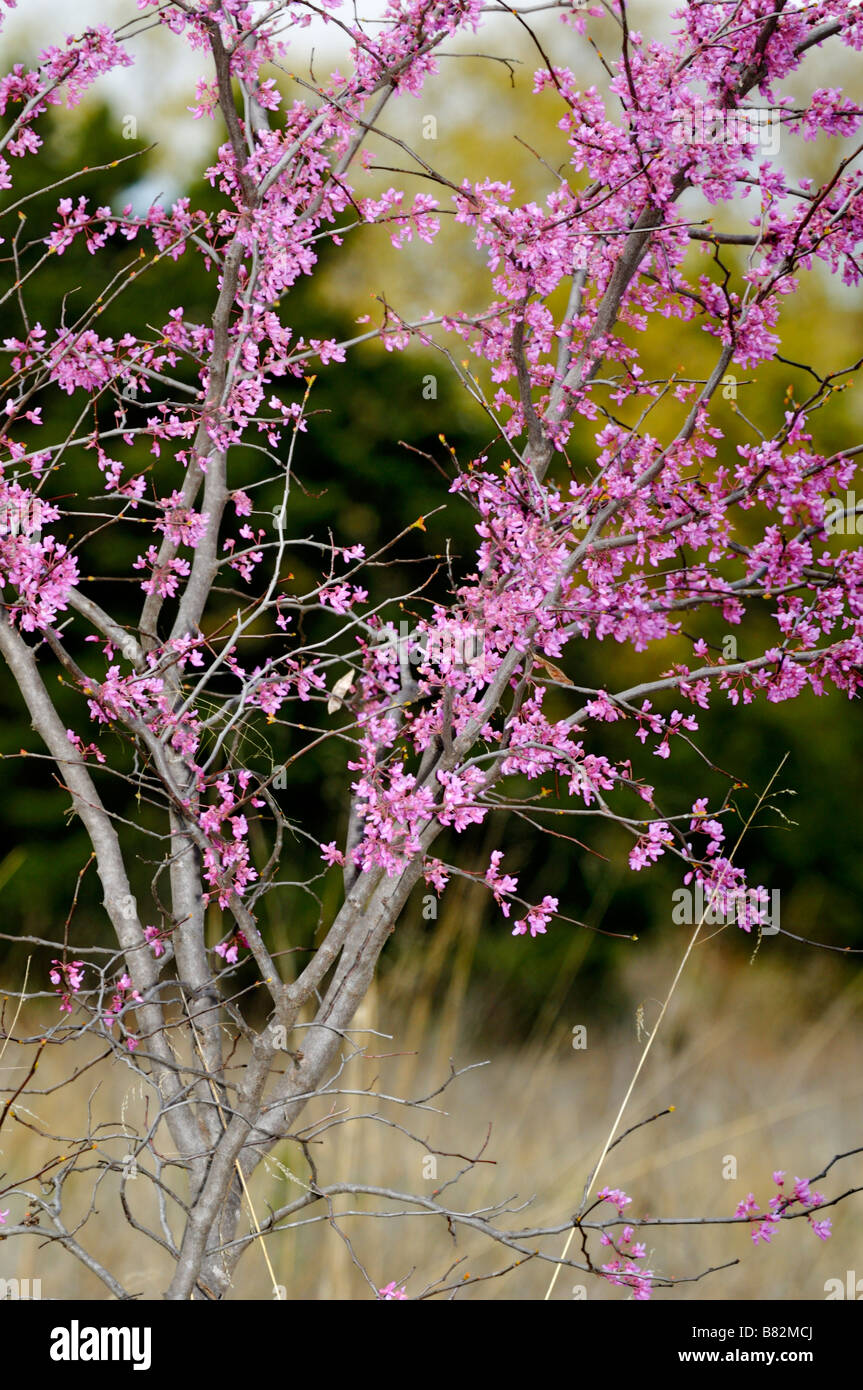 L'Est de l'arbre, redbud Cercis canadensis, en fleurs. New York, USA. Banque D'Images
