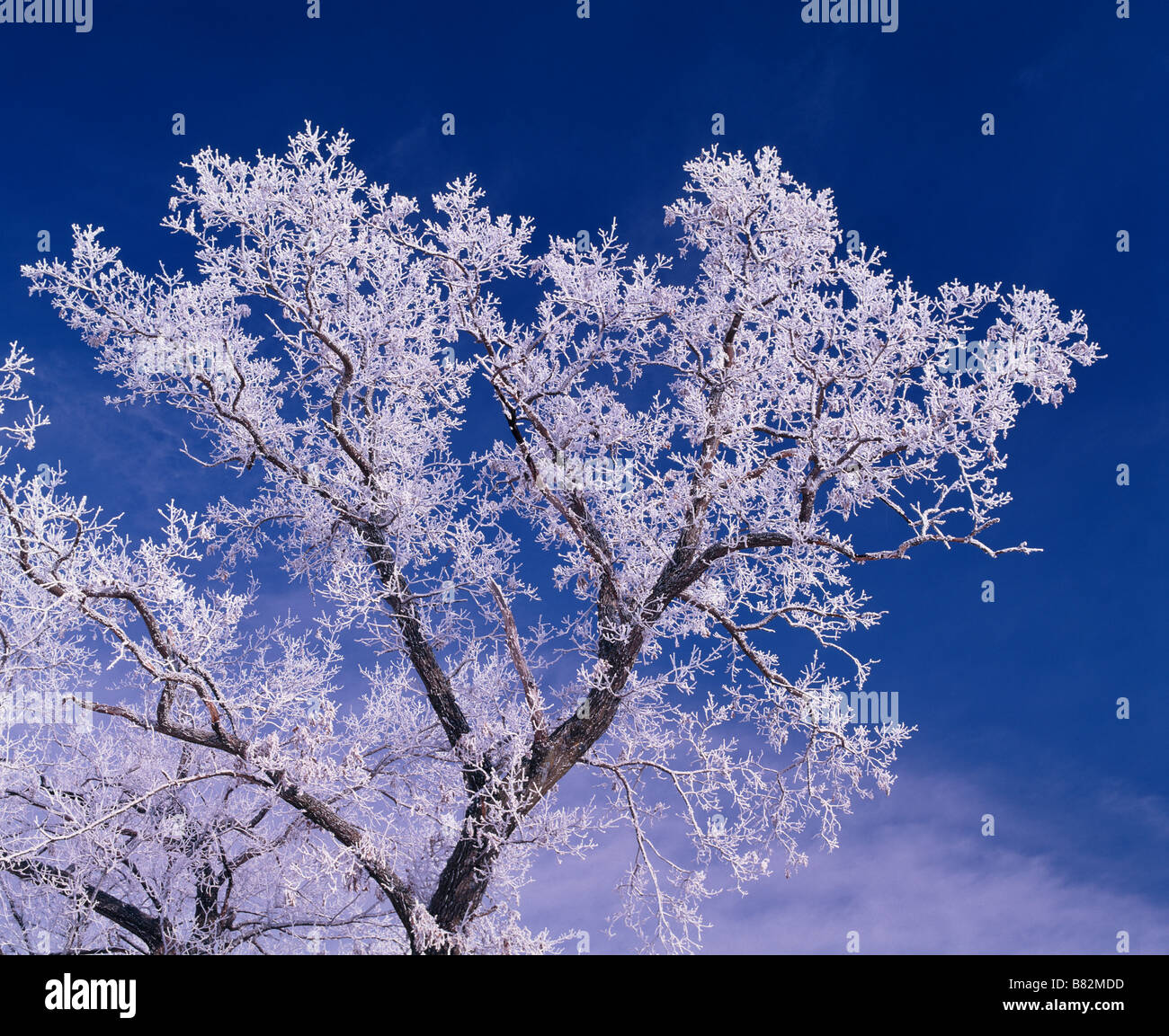 Givre sur l'arbre de chêne, Winneshiek County, Iowa Banque D'Images