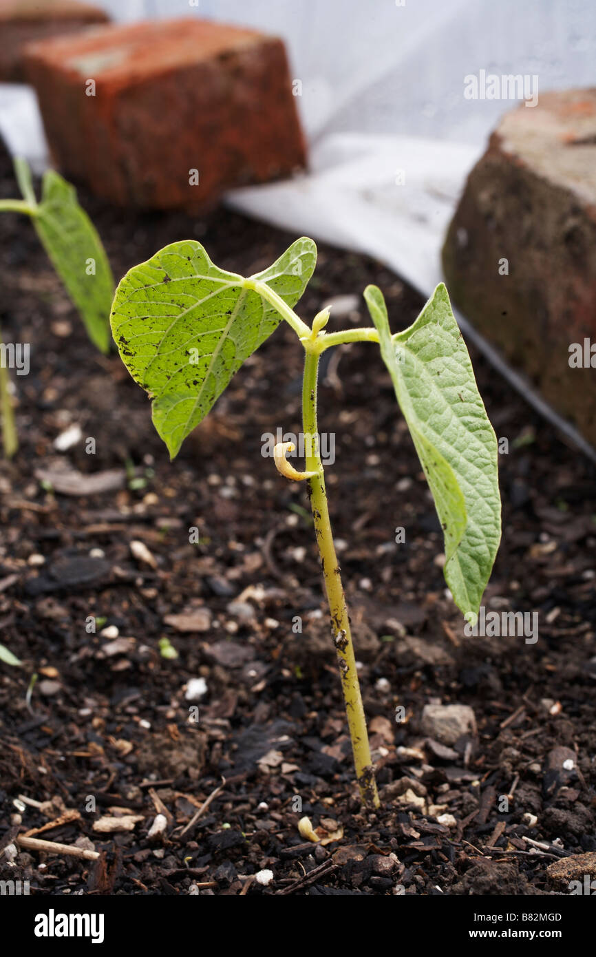 Les jeunes pousses de haricot germination in vegetable garden Banque D'Images
