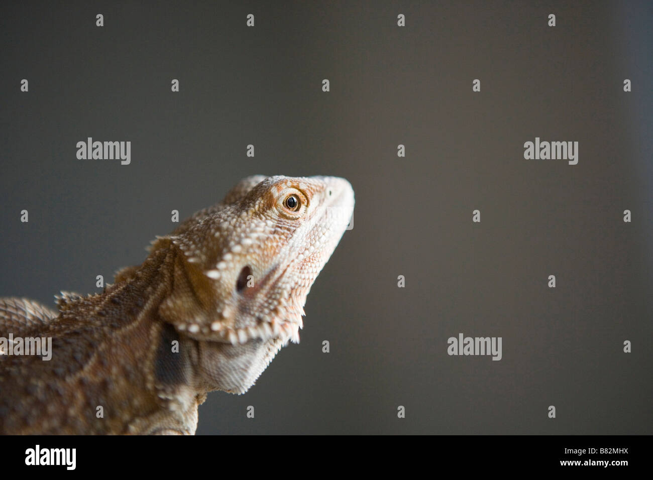 Close up of dragon barbu, chef Banque D'Images