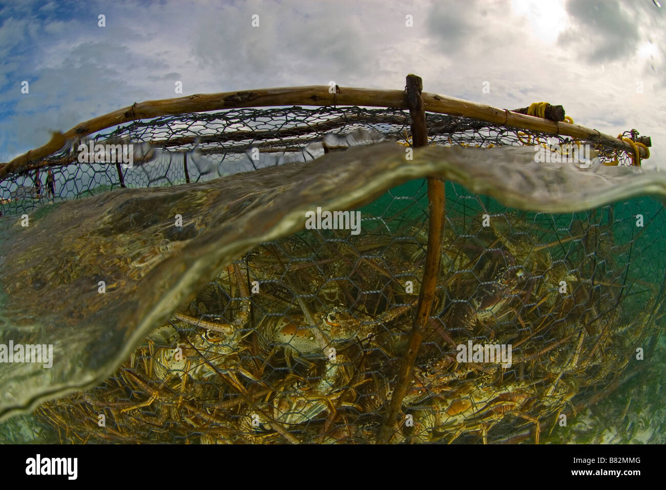 Les homards de piège. Los Roques Venezuela, réseaux, sous-marin, l'océan, sur la mer, la surface, la surpêche, de pêcher Banque D'Images