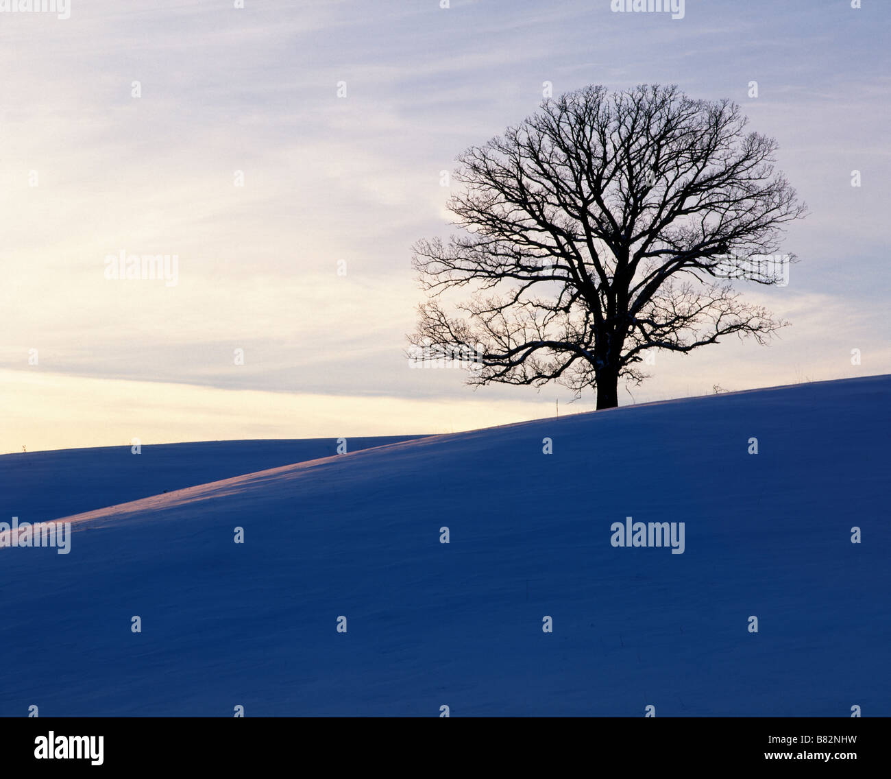 Arbre de chêne sur la colline en hiver, de l'Iowa Banque D'Images