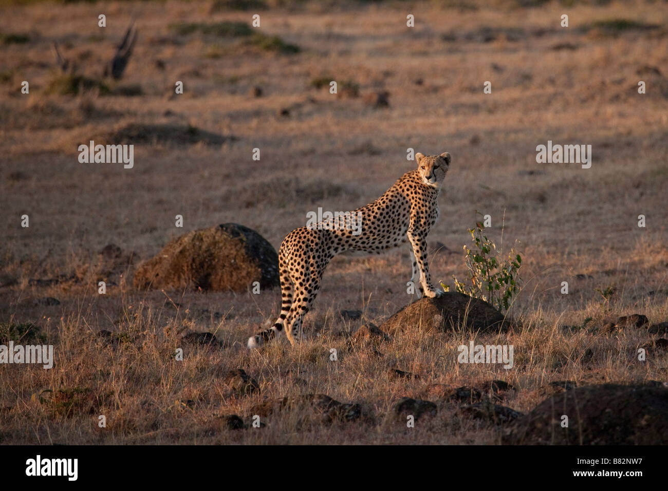 À l'aide d'un guépard mound comme un poste de guet Banque D'Images