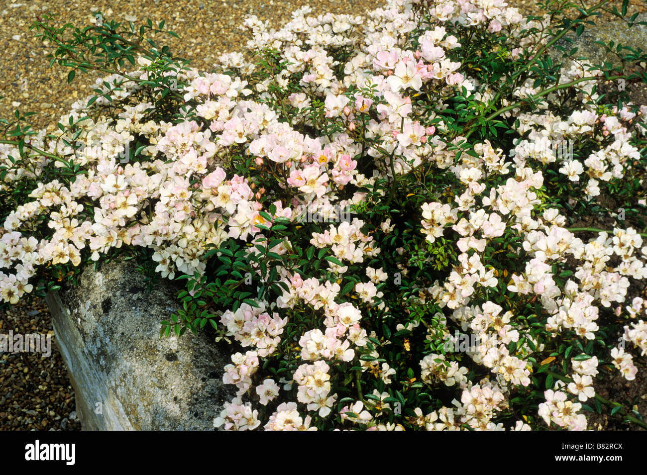 Rosa 'Nozomi' rose couvre-sol surélevée en plante de jardin white rose rose Banque D'Images