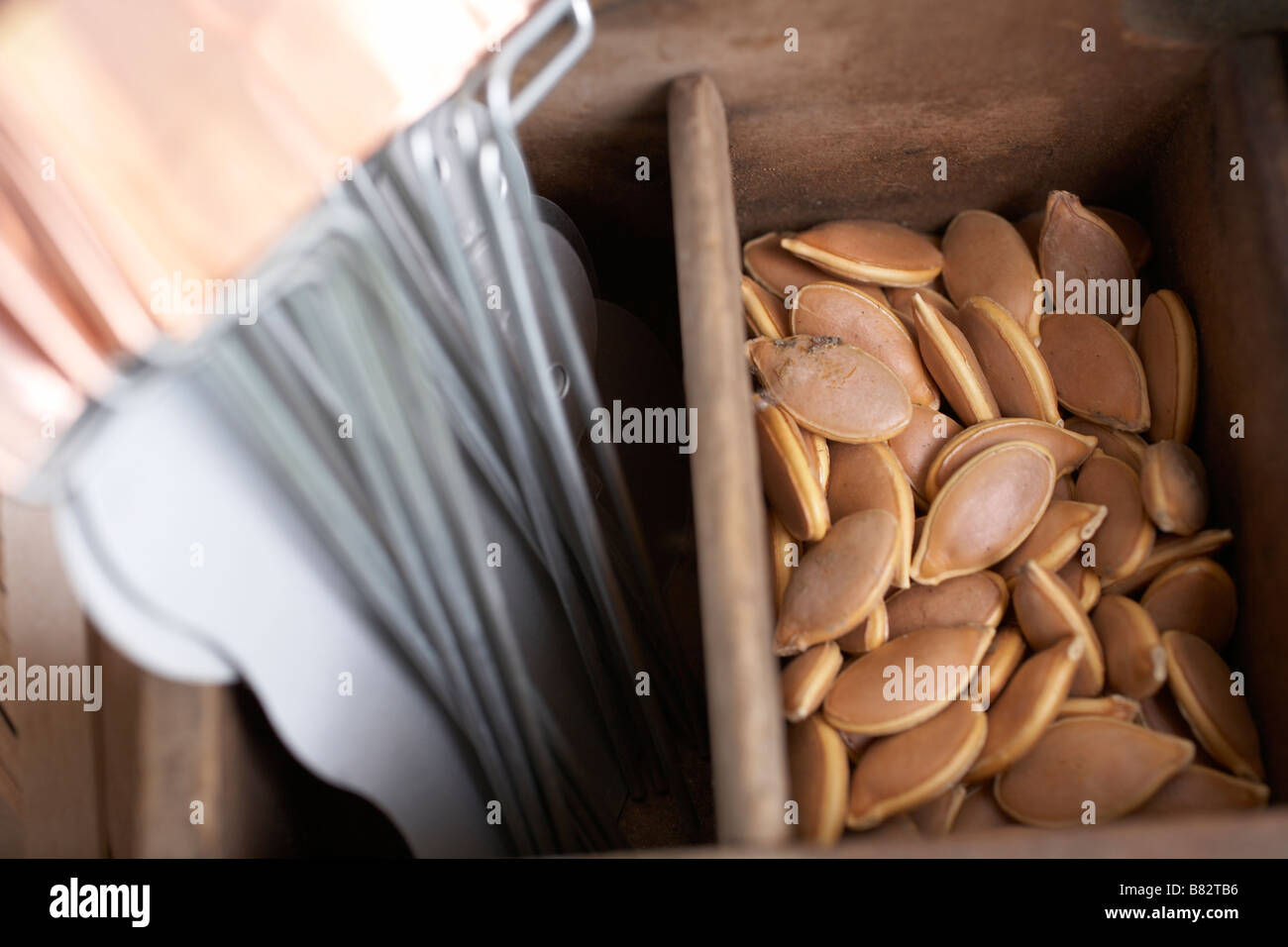 Les graines de citrouille séchées dans le bac de plantation avec des étiquettes de l'usine Banque D'Images