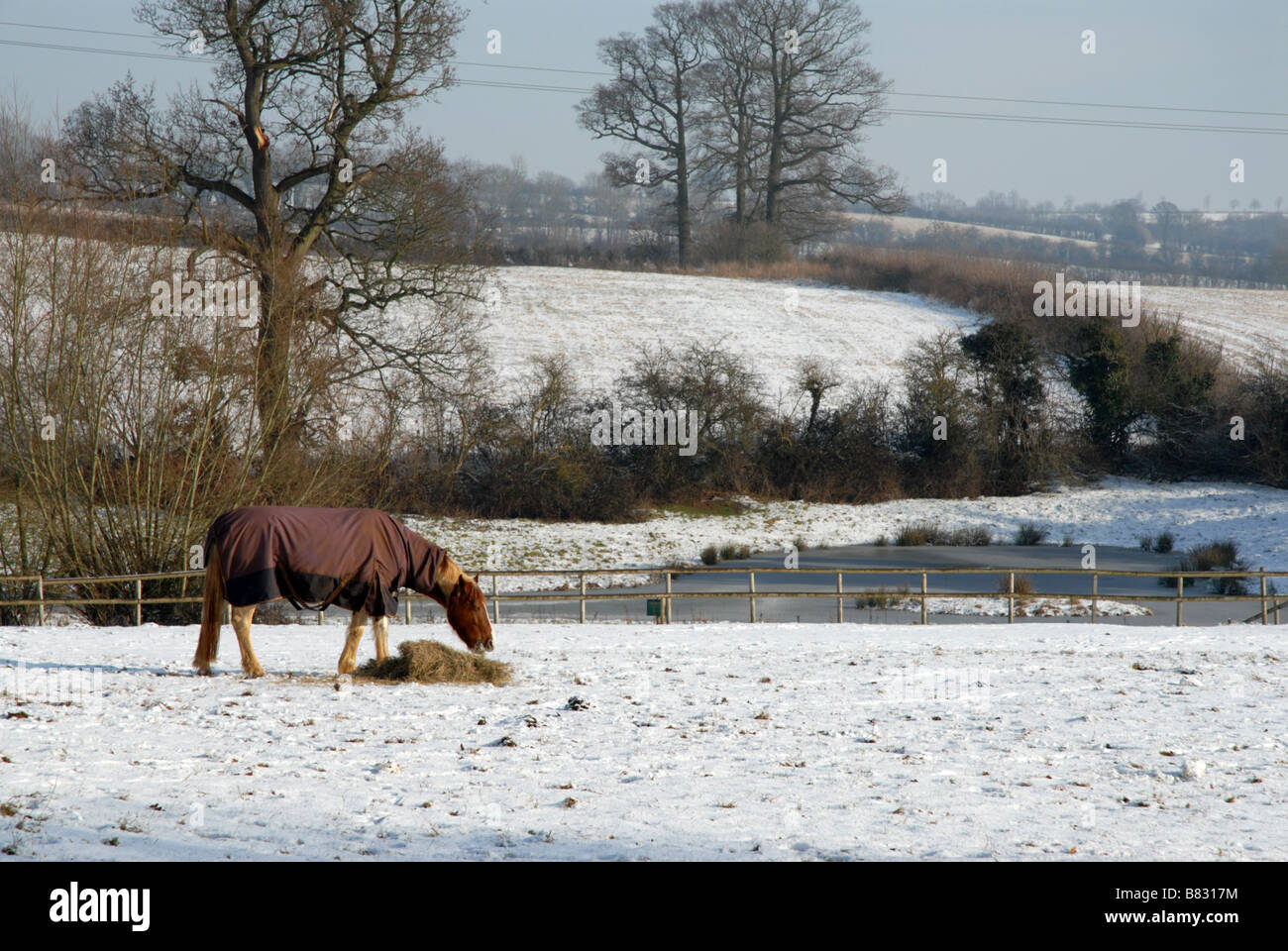 Dans le champ de foin alimentation cheval de neige suivants Wigginton Oxfordshire Banque D'Images