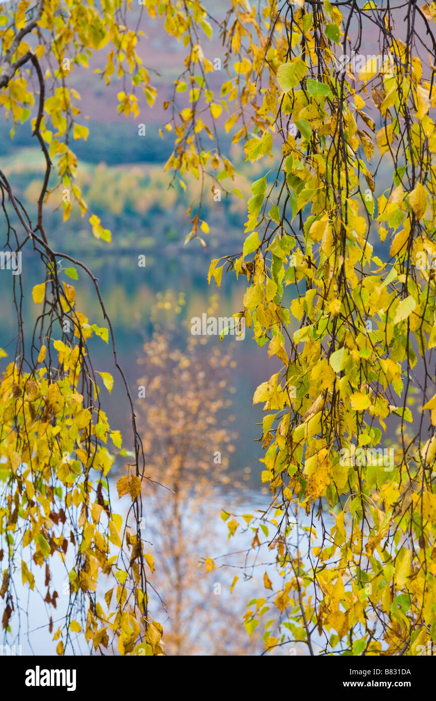 Feuilles de bouleau en automne, Lake District, Cumbria, Angleterre Banque D'Images