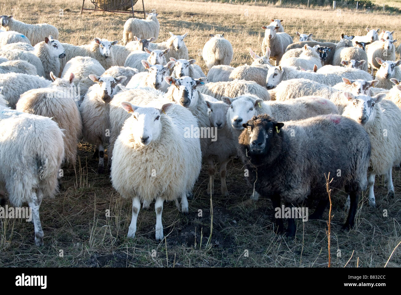 Un mouton noir dans un troupeau de moutons blancs dans un champ en Ecosse Banque D'Images