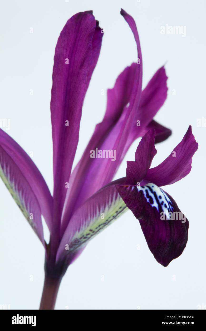 Un gros plan de la fleur d'Iris reticulata sur un fond blanc. Banque D'Images