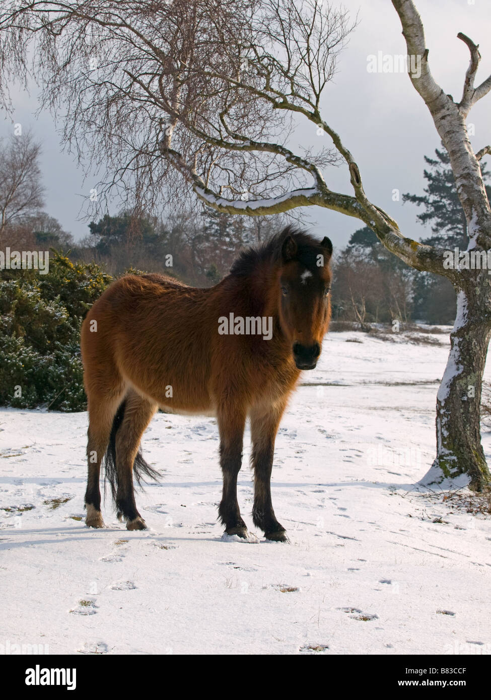 Poney New Forest debout sur neige à Hatchet Étang Banque D'Images