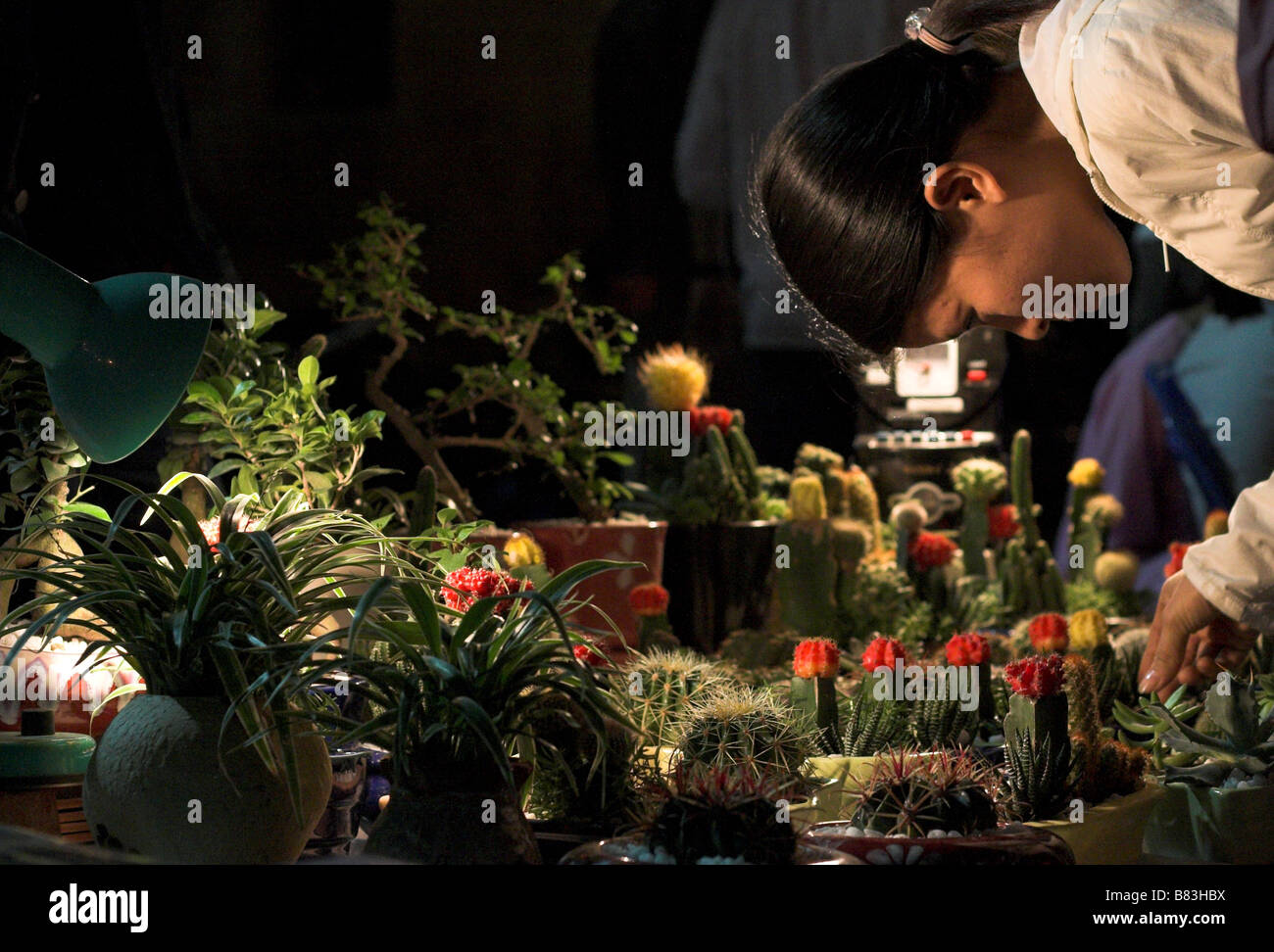 Une femme à la recherche à un cactis les plantes qui sont à vendre Banque D'Images