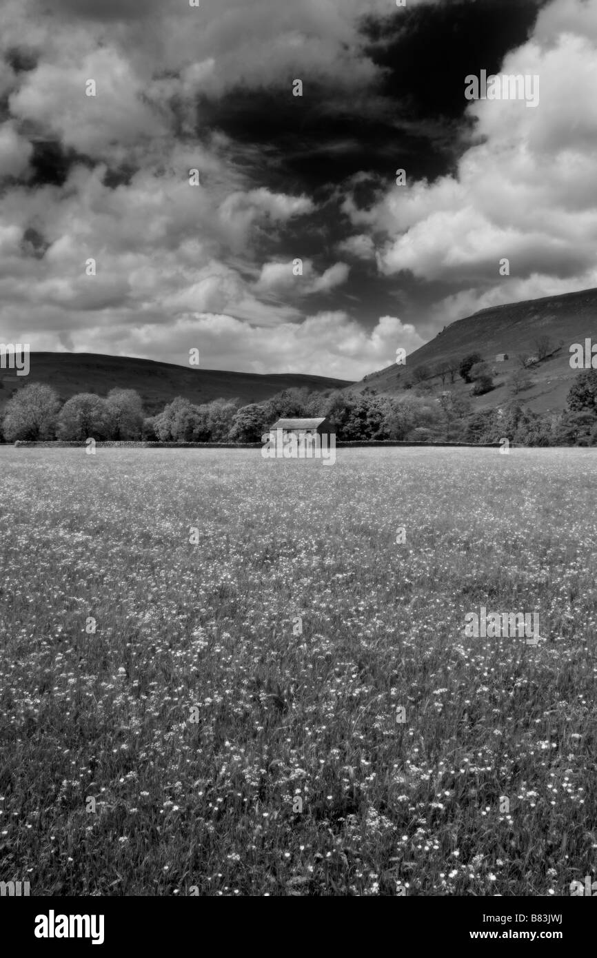 Les prairies verdoyantes de Swaledale entourent une grange, Yorkshire du Nord, Yorkshire Dales Banque D'Images