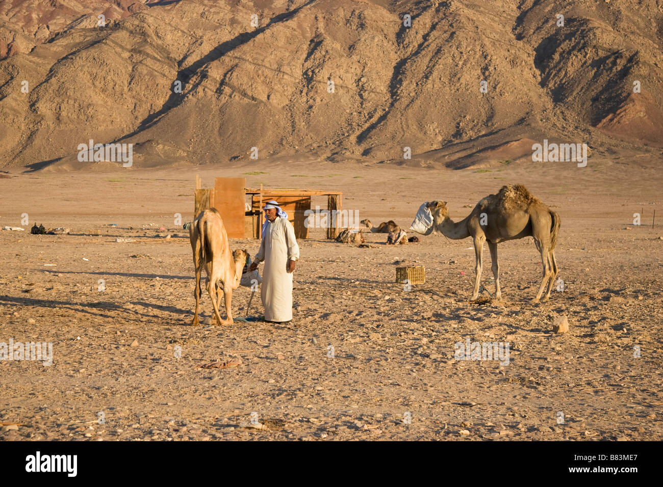 Cheikh bédouin nourrit ses chameaux à Ras Abu Gallum sur la côte de la mer Rouge, au nord de la station balnéaire de Dahab Sinai en Egypte Banque D'Images