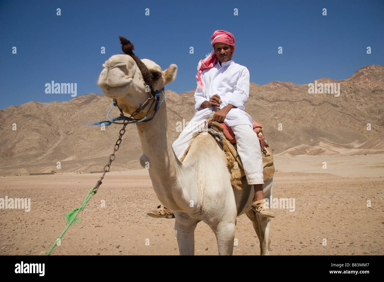 Guide bédouin assis sur un chameau dans le village de Ras Abu Gallum, au nord de la station balnéaire de Dahab Sinai en Egypte Banque D'Images